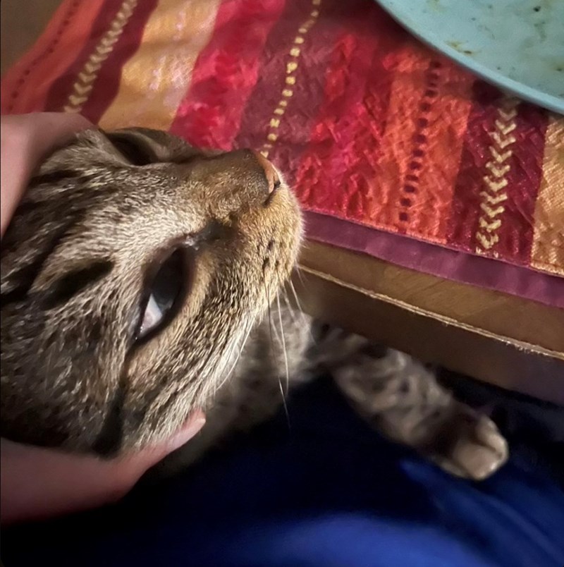 funny cat trying to steal food