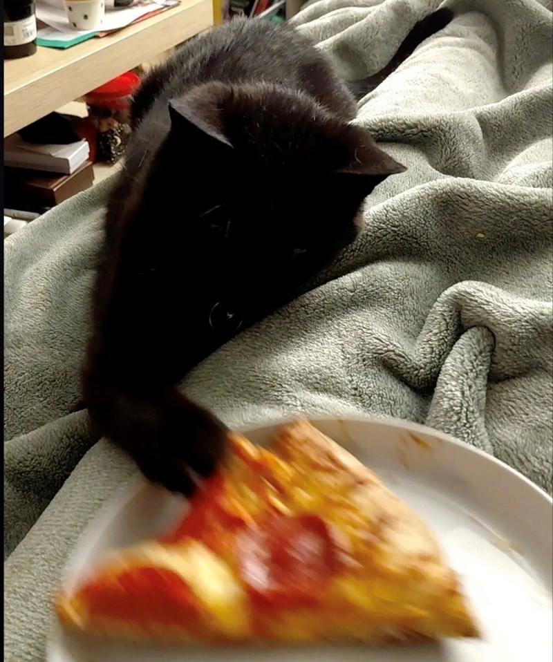 funny cat trying to steal food