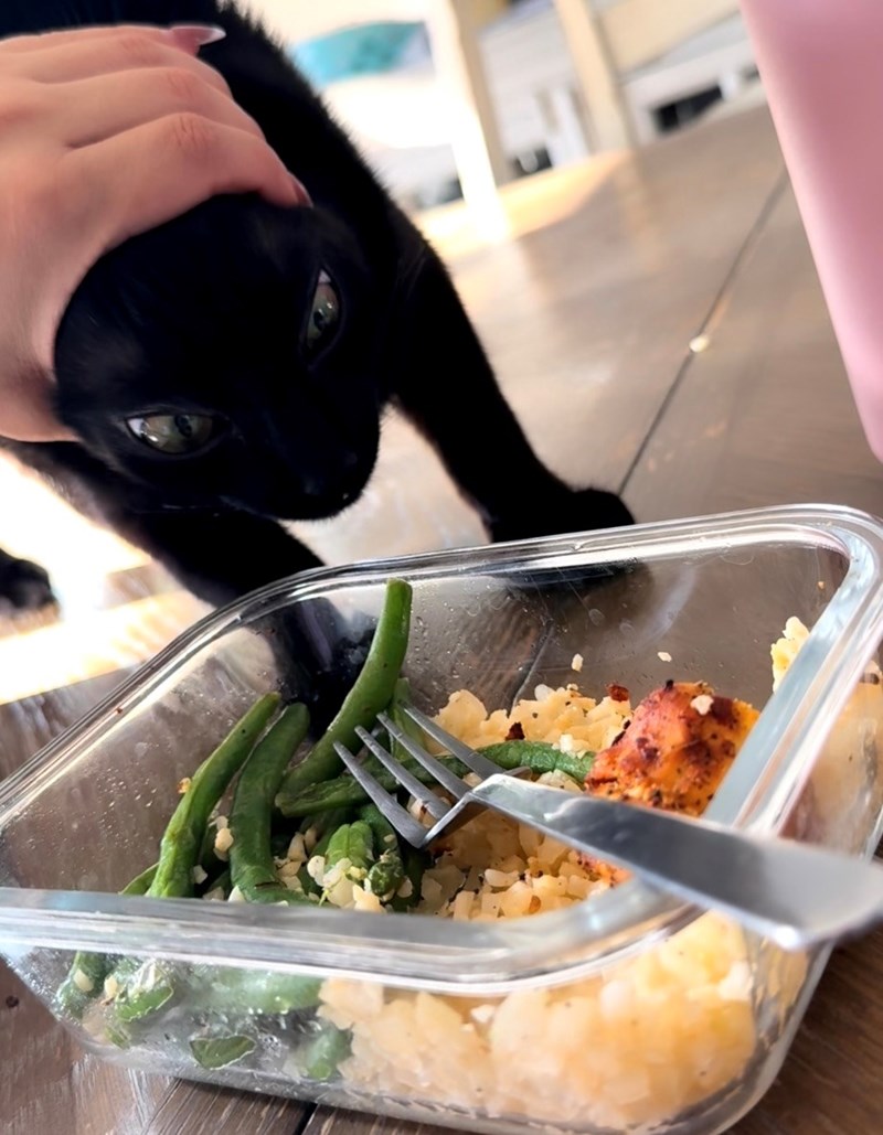funny cat trying to steal food