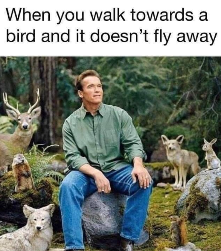 When you walk towards a bird and it doesn't fly away