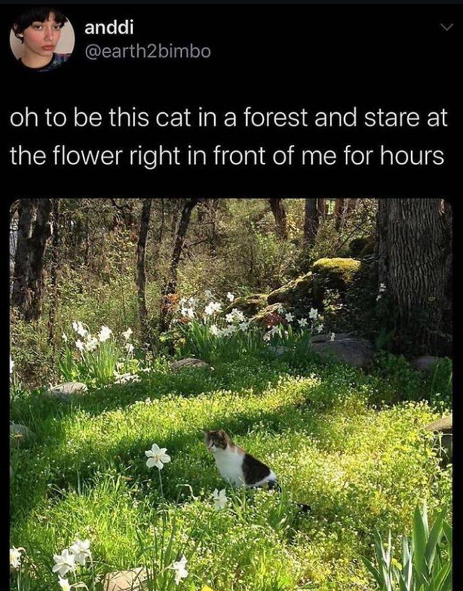 anddi @earth2bimbo oh to be this cat in a forest and stare at the flower right in front of me for hours