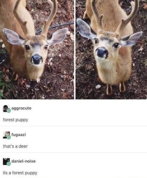 aggrocute forest puppy fugaazi that's a deer daniel-noise its a forest puppy