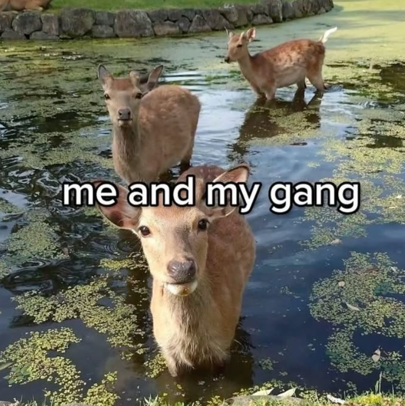 me and my gang
