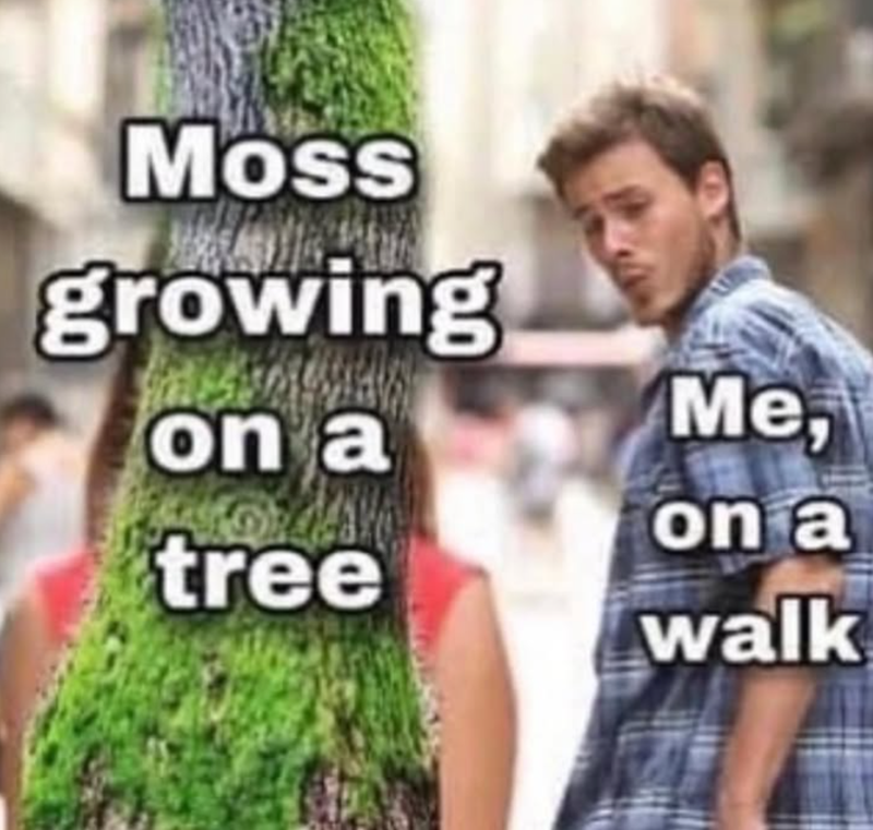 Moss growing on a tree Me, on a walk