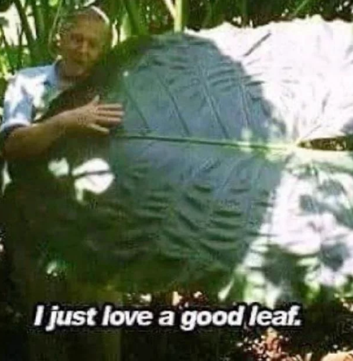 I just love a good leaf.