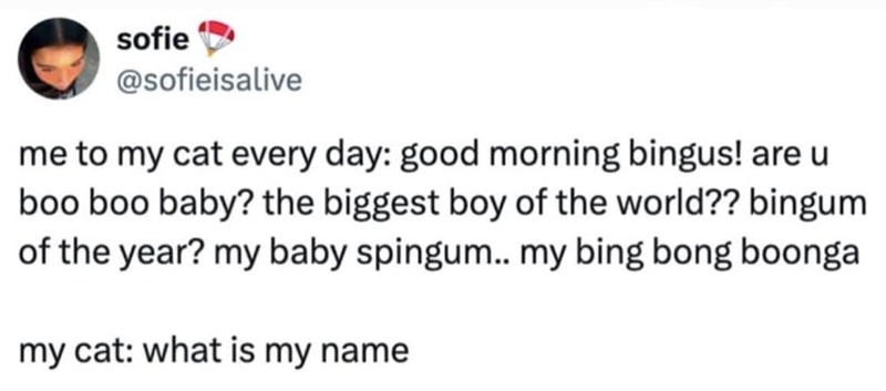 sofie @sofieisalive me to my cat every day: good morning bingus! are ut boo boo baby? the biggest boy of the world?? bingum of the year? my baby spingum.. my bing bong boonga my cat: what is my name