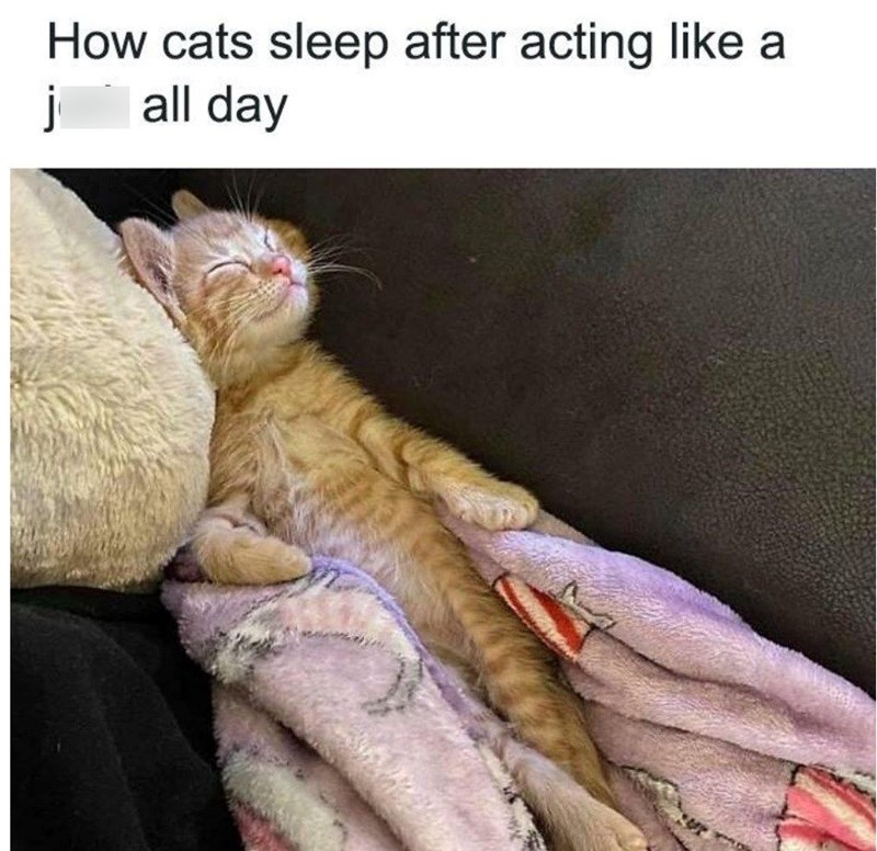 How cats sleep after acting like a j all day