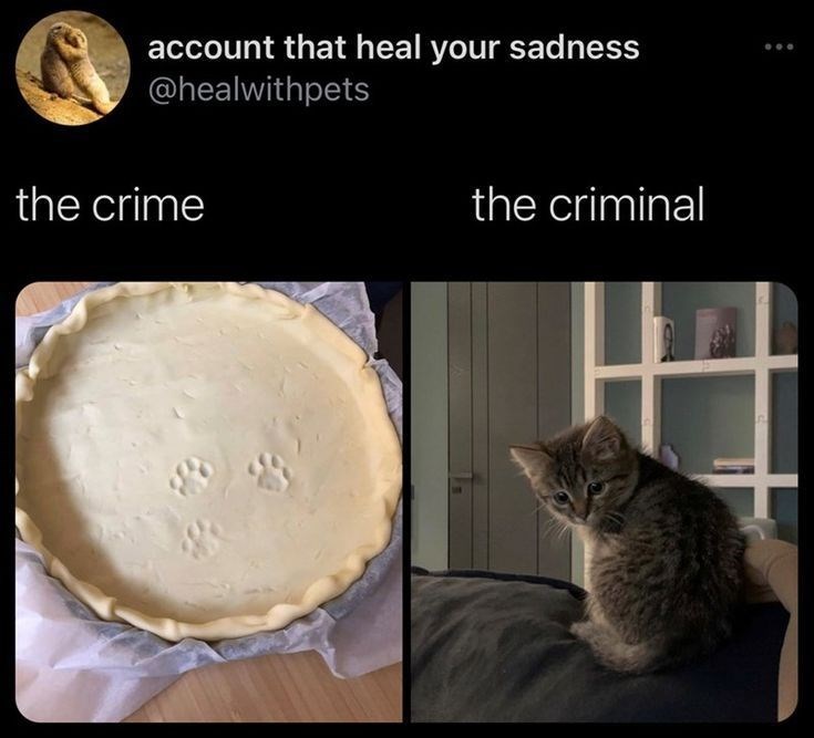 account that heal your sadness @healwithpets the crime the criminal