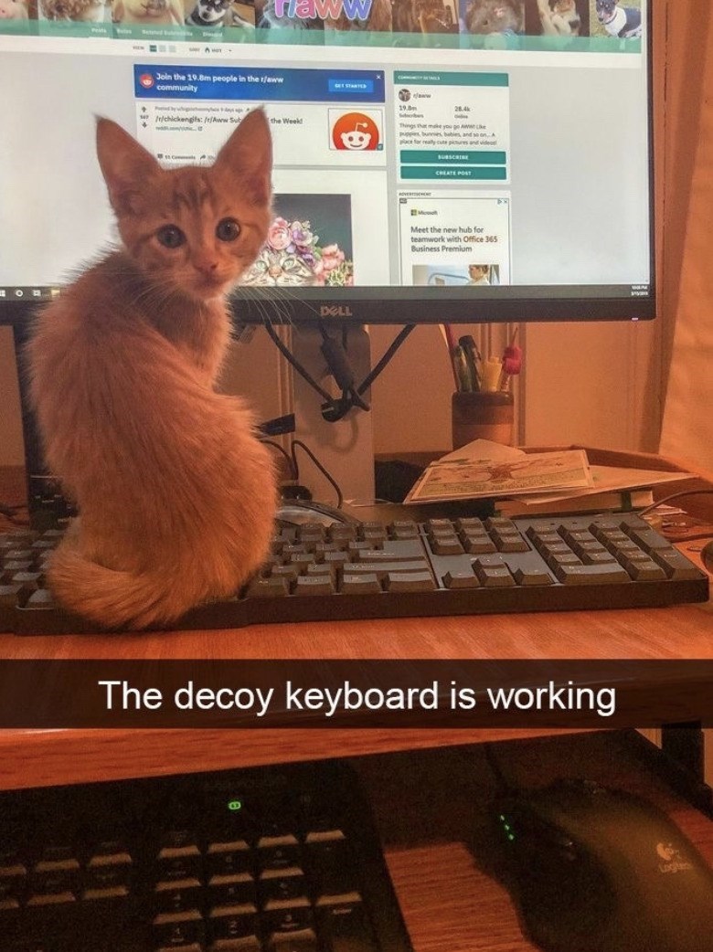 naww Join the 19.8m people in the 1/aww community 19.0 28.4k /r/chickengits: /r/Aww Sub the Weekd Things that make you go A ke DELL puppies, bunnies, babies, and so on. A pace for really cute pictures and videos SUBSCRIBE CREATE POST Meet the new hub for teamwork with Office 365 Business Premium The decoy keyboard is working Logite