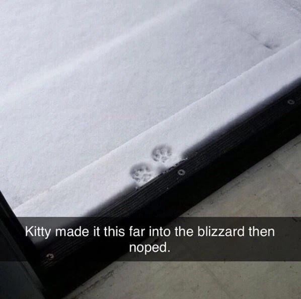 Kitty made it this far into the blizzard then noped.
