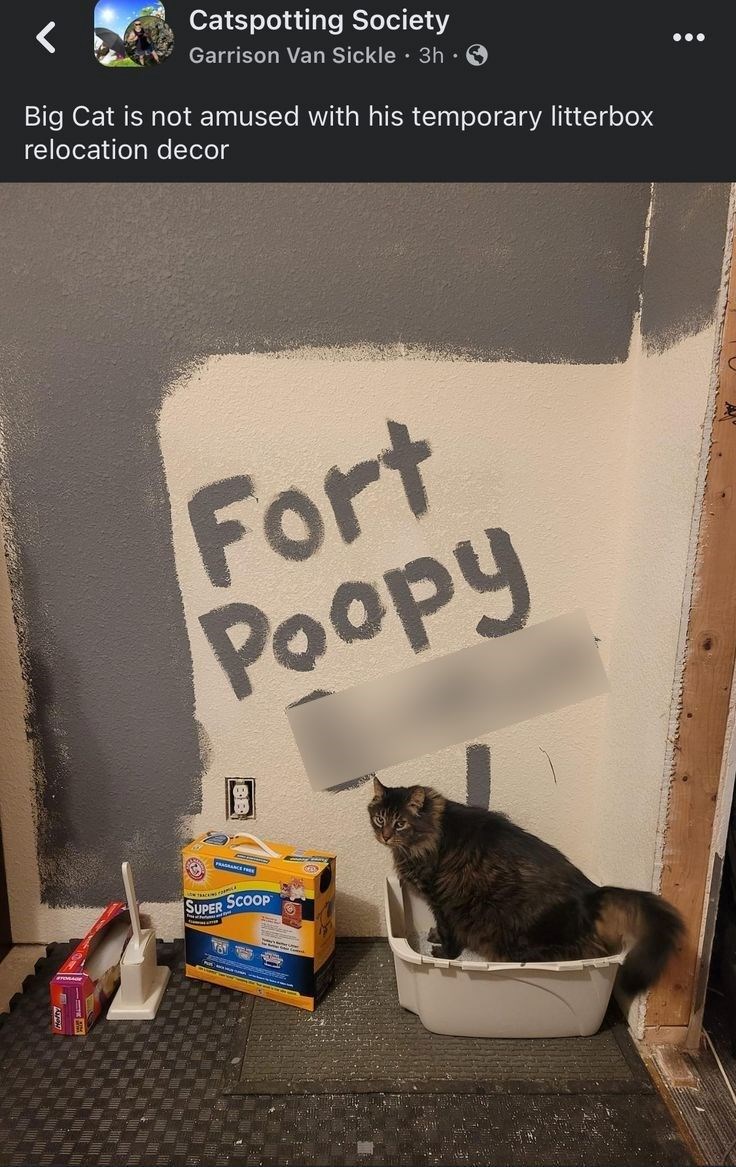 Catspotting Society Garrison Van Sickle 3h Big Cat is not amused with his temporary litterbox relocation decor Fort Poopy B SUPER SCOOP