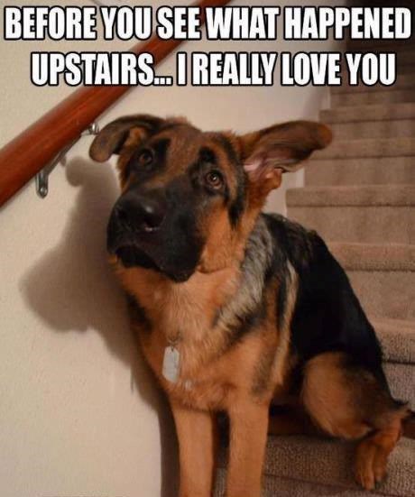 BEFORE YOU SEE WHAT HAPPENED UPSTAIRS...I REALLY LOVE YOU