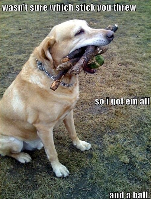 wasn't sure which stick you threw so i got em all and a ball.