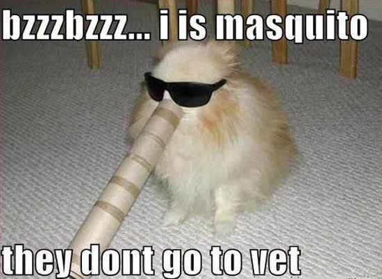 bzzzbzzz... i is masquito they dont go to vet