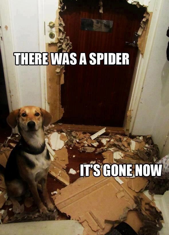 THERE WAS A SPIDER IT'S GONE NOW
