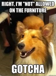 RIGHT, I'M "NOT" ALLOWED ON THE FURNITURE GOTCHA