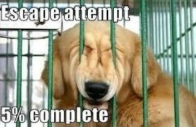 Escape attempt 5% complete