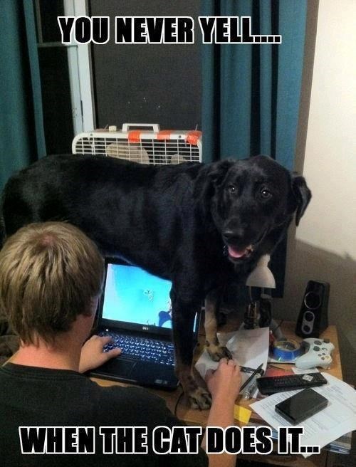 YOU NEVER YELL... 8 WHEN THE CAT DOES IT...