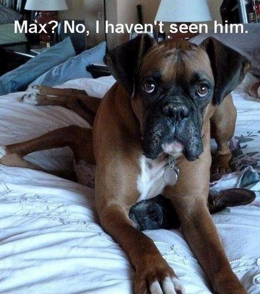 Max? No, I haven't seen him.