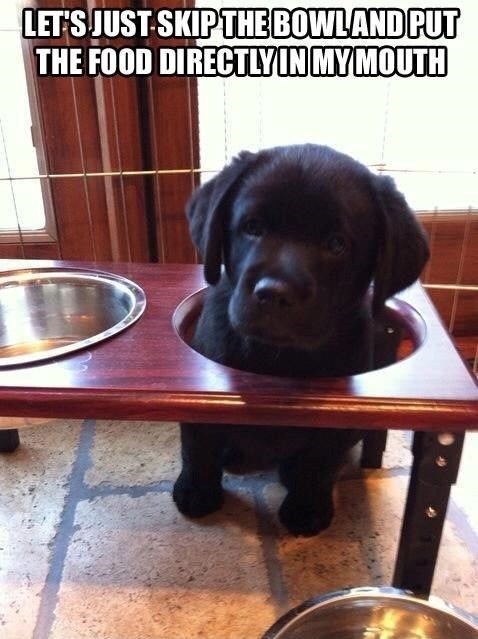 LET'S JUST SKIP THE BOWLAND PUT THE FOOD DIRECTLY IN MY MOUTH