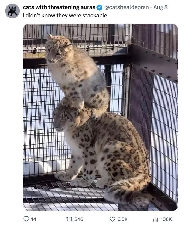 cats with threatening auras . @catshealdeprsn - Aug 8 I didn't know they were stackable 14 1546 6.5K ili 108K