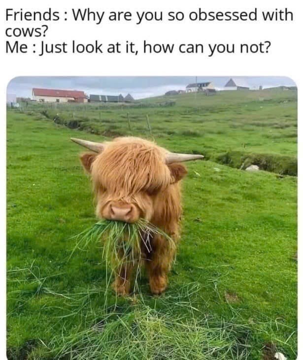 Friends: Why are you so obsessed with cows? Me: Just look at it, how can you not?