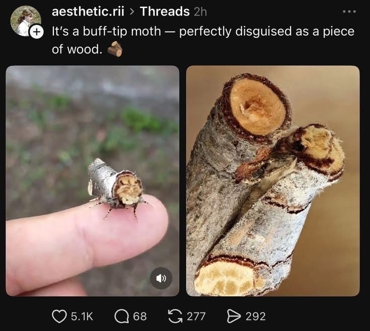 aesthetic.rii > Threads 2h It's a buff-tip moth - perfectly disguised as a piece of wood. 5.1K ☐ 68 277292