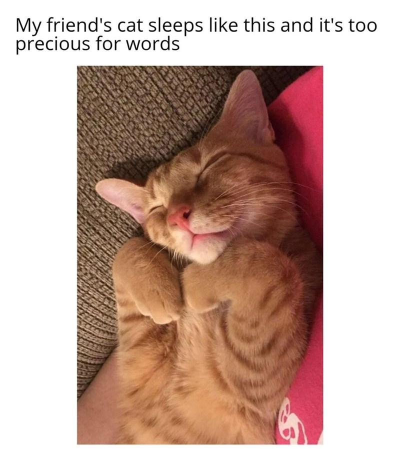 My friend's cat sleeps like this and it's too precious for words