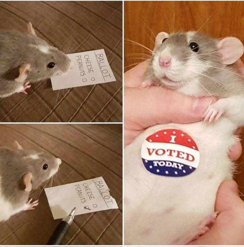 BALLOT CHEESE O PEANUTSO VOTED TODAY BALLOT CHEESE O PEANUTS