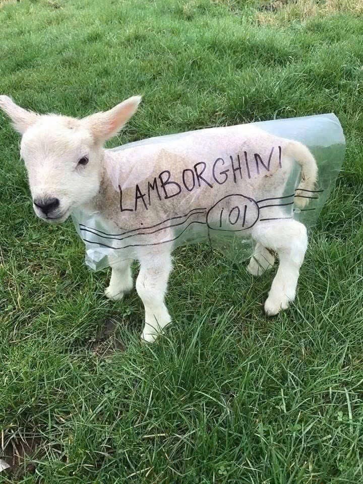 LAMBORGHINI 101