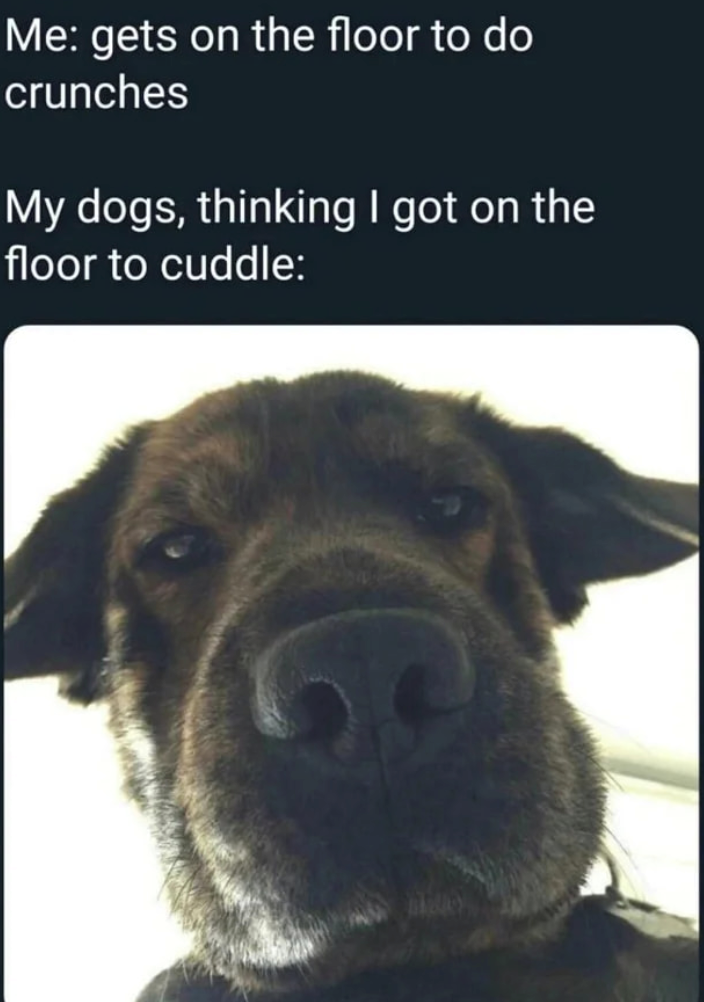Me: gets on the floor to do crunches My dogs, thinking I got on the floor to cuddle: C