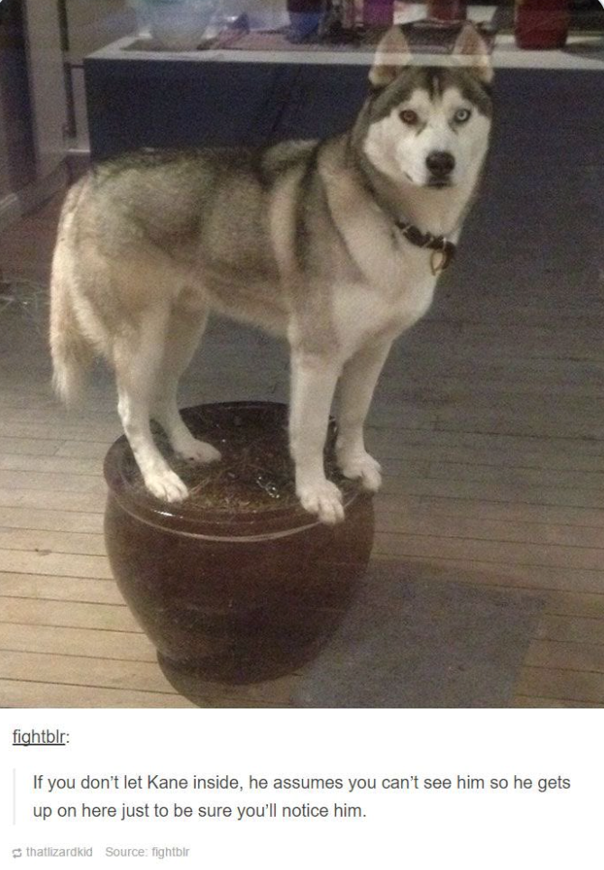 fightblr: If you don't let Kane inside, he assumes you can't see him so he gets up on here just to be sure you'll notice him. thatlizardkid Source: fightblr