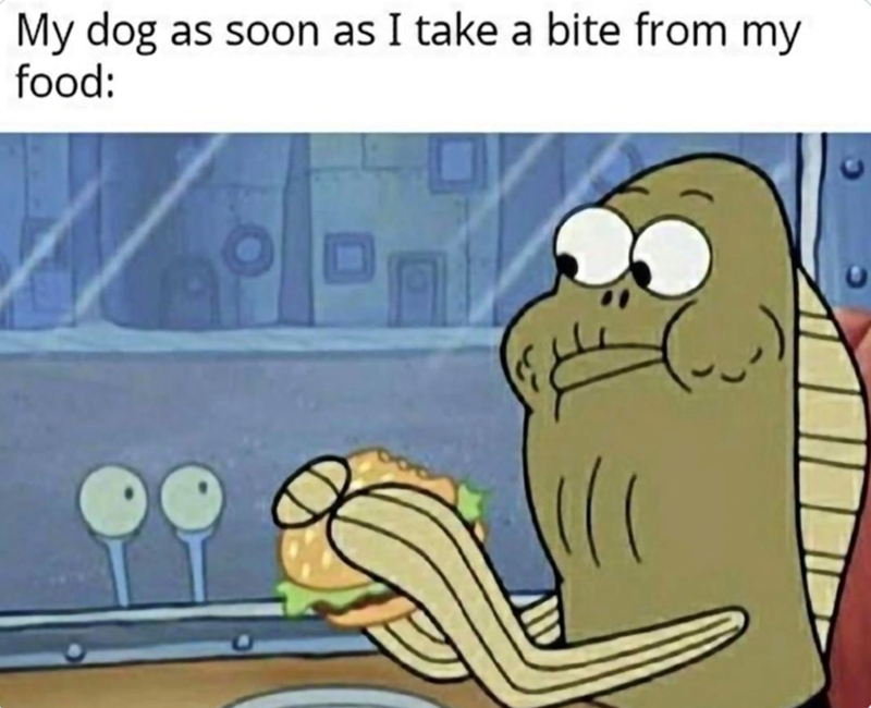 My dog as soon as I take a bite from my food: