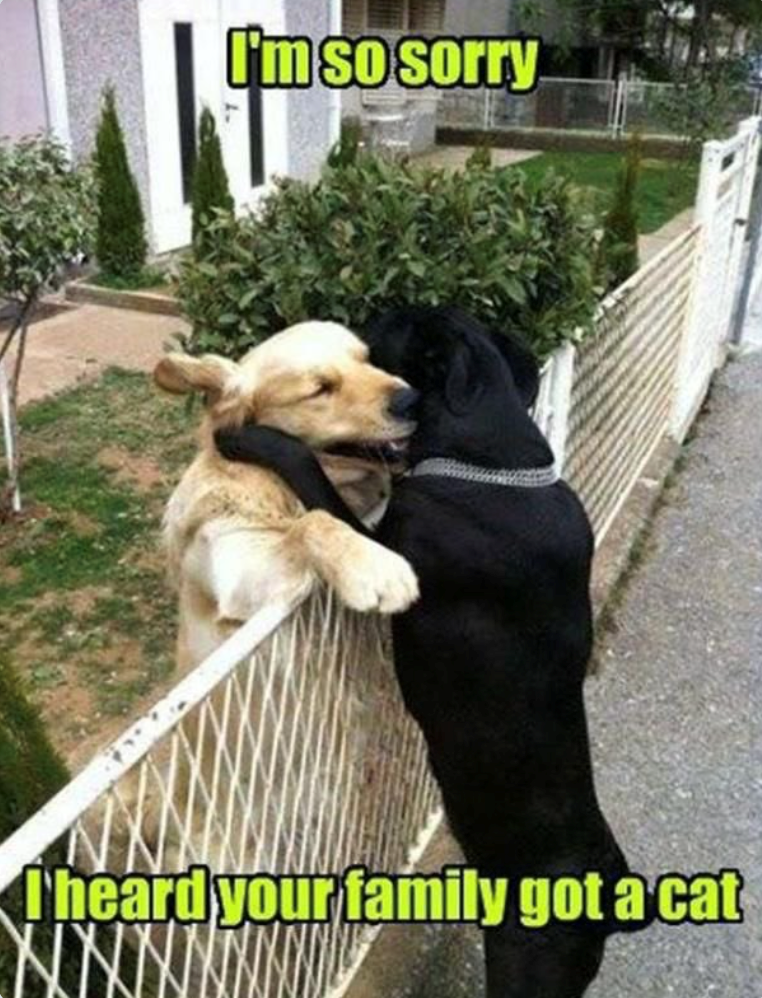 I'm so sorry I heard your family got a cat