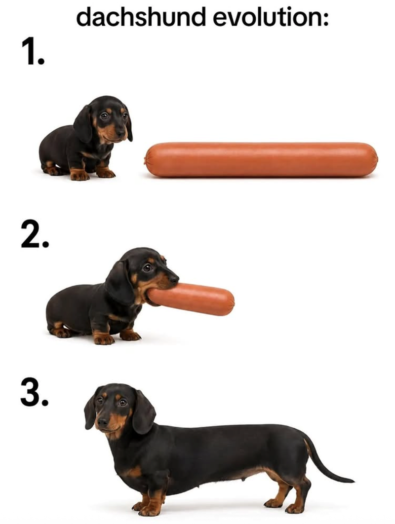 1. 2. 3. dachshund evolution: