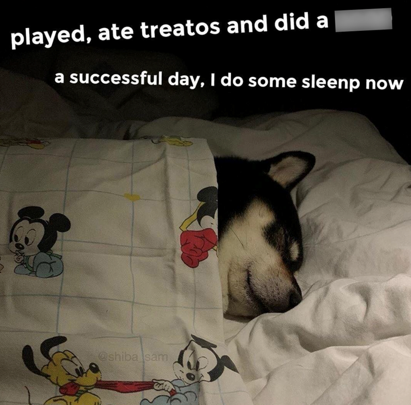 played, ate treatos and did a a successful day, I do some sleenp now @shiba sam