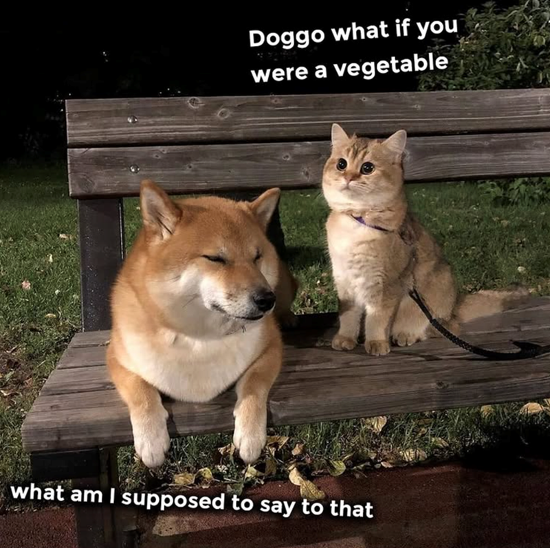 Doggo what if you were a vegetable what am I supposed to say to that