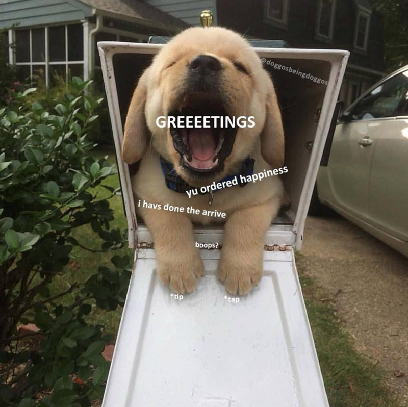 GREEEETINGS @doggosbeingdoggos yu ordered happiness i havs done the arrive boops? *tip *tap