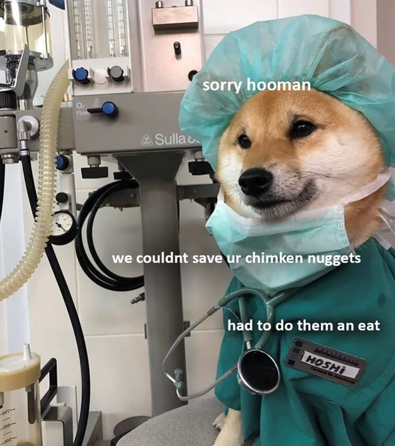 -300- 11029 10081 O Flush D Sulla sorry hooman we couldnt save ur chimken nuggets had to do them an eat HOSHI Facharzt für Anduthove