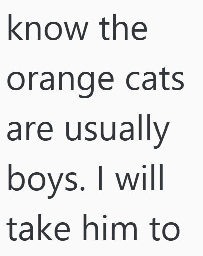 know the orange cats are usually boys. I will take him to