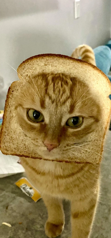 Cheezburger Image 10638274816