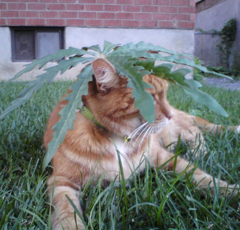 Cheezburger Image 10638279168