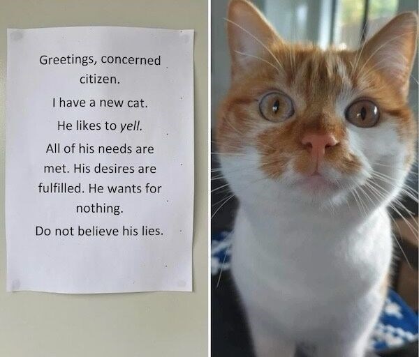 Greetings, concerned citizen. I have a new cat. He likes to yell. All of his needs are met. His desires are fulfilled. He wants for nothing. Do not believe his lies.