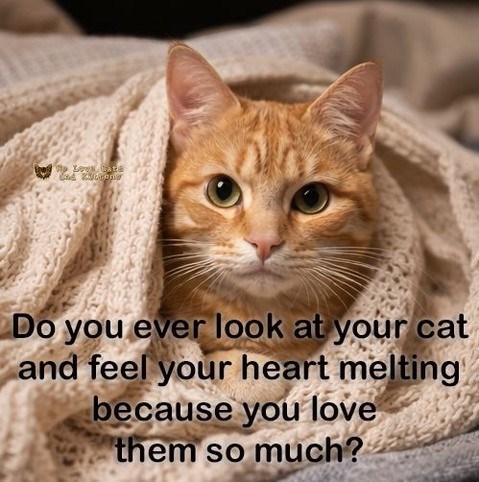 Bad Low Cate And Vegener Do you ever look at your cat and feel your heart melting because you love them so much?