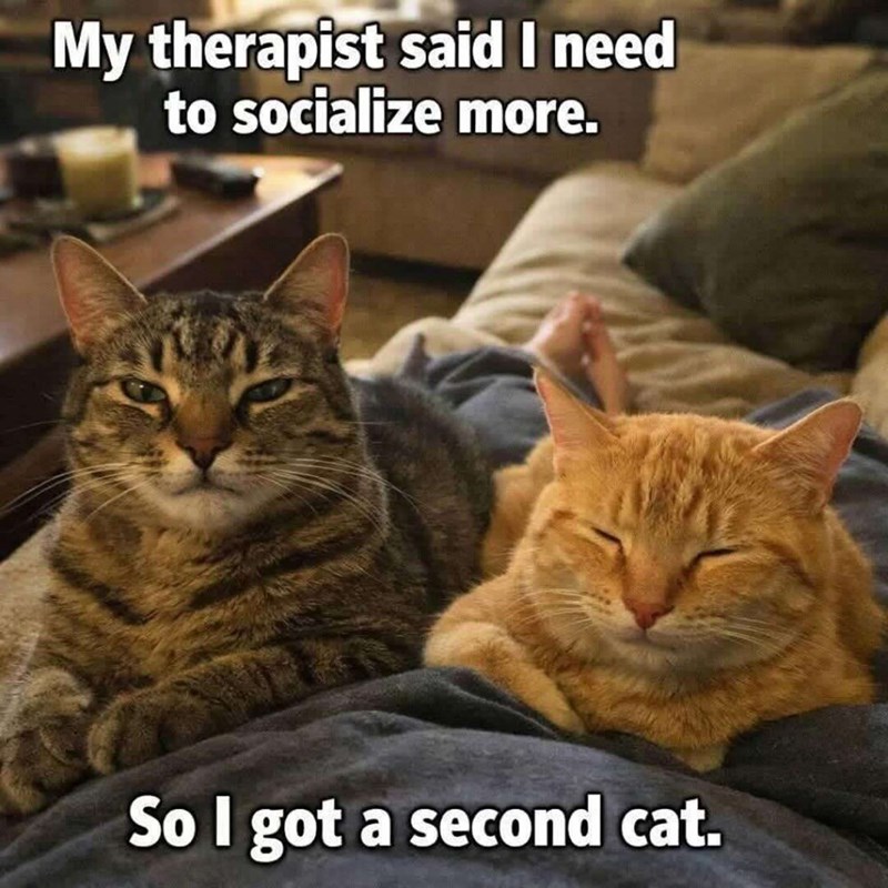 My therapist said I need to socialize more. So I got a second cat.