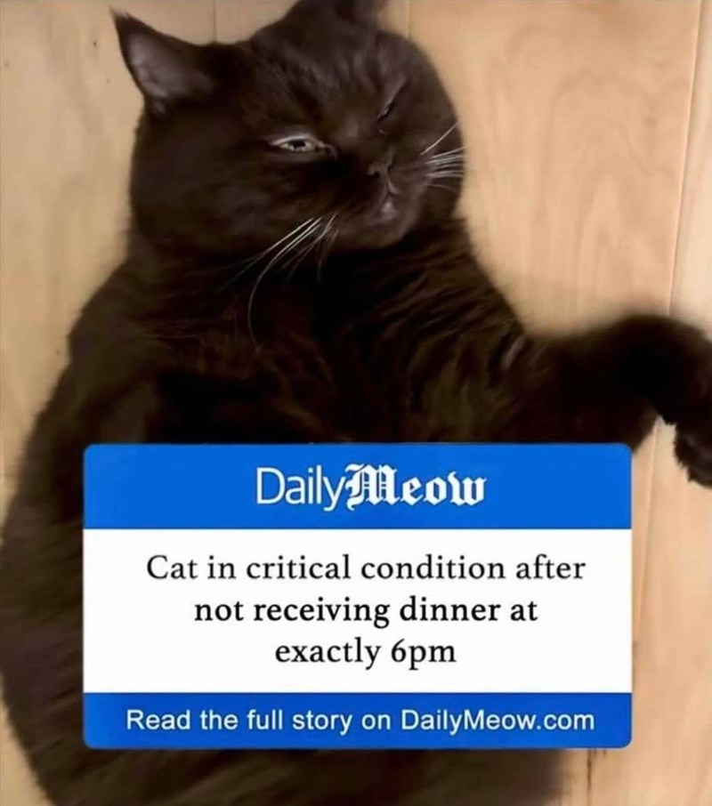 DailyMeow Cat in critical condition after not receiving dinner at exactly 6pm Read the full story on DailyMeow.com