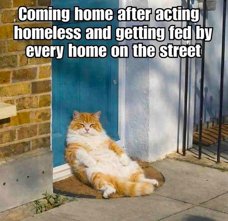 Coming home after acting homeless and getting fed by every home on the street