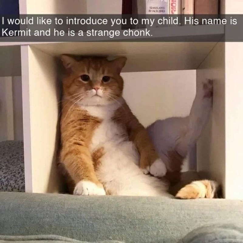 TRANSLATED BY JACK ZIPES TOR I would like to introduce you to my child. His name is Kermit and he is a strange chonk.