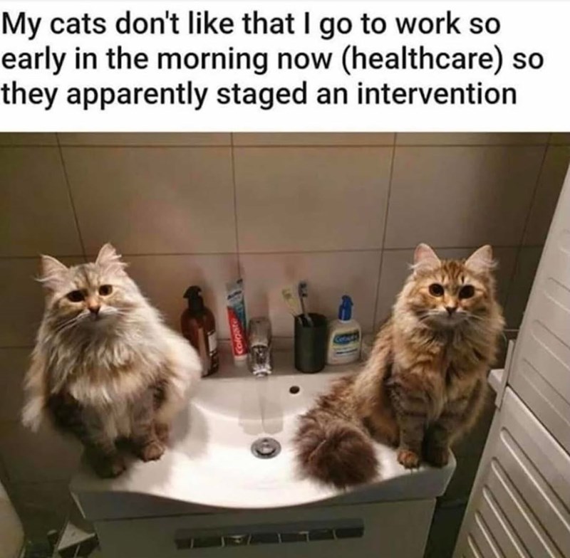 My cats don't like that I go to work so early in the morning now (healthcare) so they apparently staged an intervention