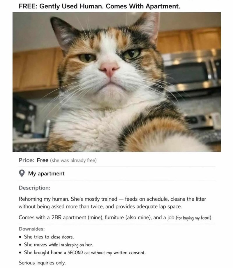 FREE: Gently Used Human. Comes With Apartment. Price: Free (she was already free) My apartment Description: Rehoming my human. She's mostly trained-feeds on schedule, cleans the litter without being asked more than twice, and provides adequate lap space. Comes with a 2BR apartment (mine), furniture (also mine), and a job (for buying my food). Downsides: . She tries to close doors. • She moves while Im sleeping on her. She brought home a SECOND cat without my written consent. Serious inquiries on